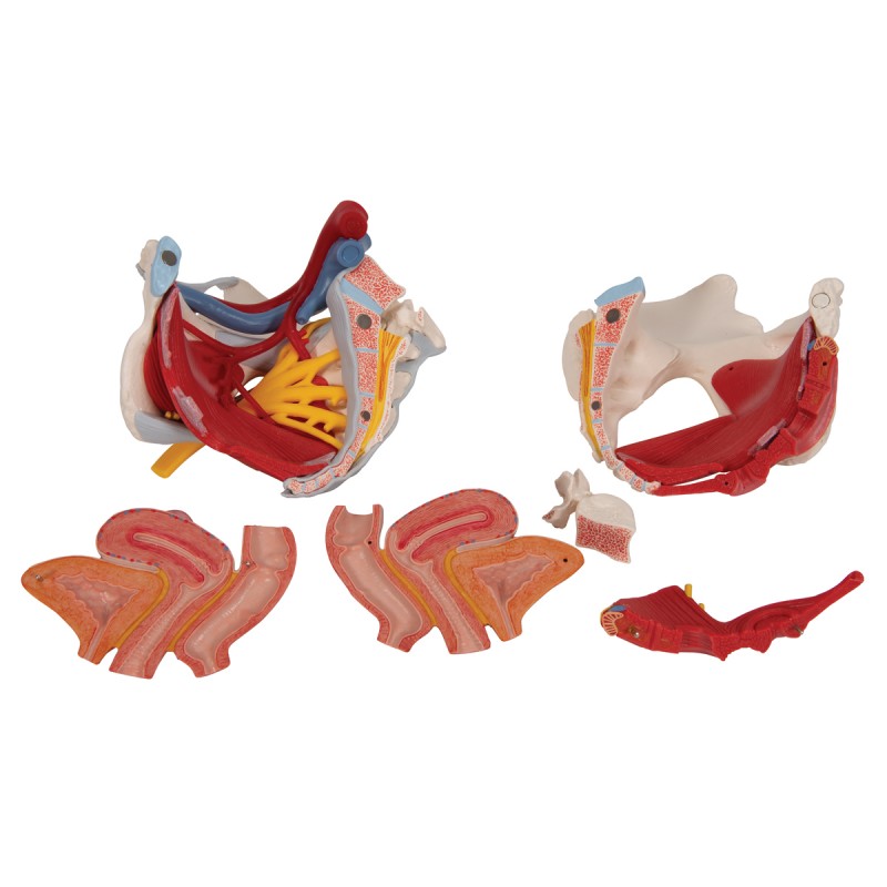 Modèle anatomique - Bassin féminin avec ligaments, vaisseaux, nerfs, plancher pelvien et organes, en 6 pièces.