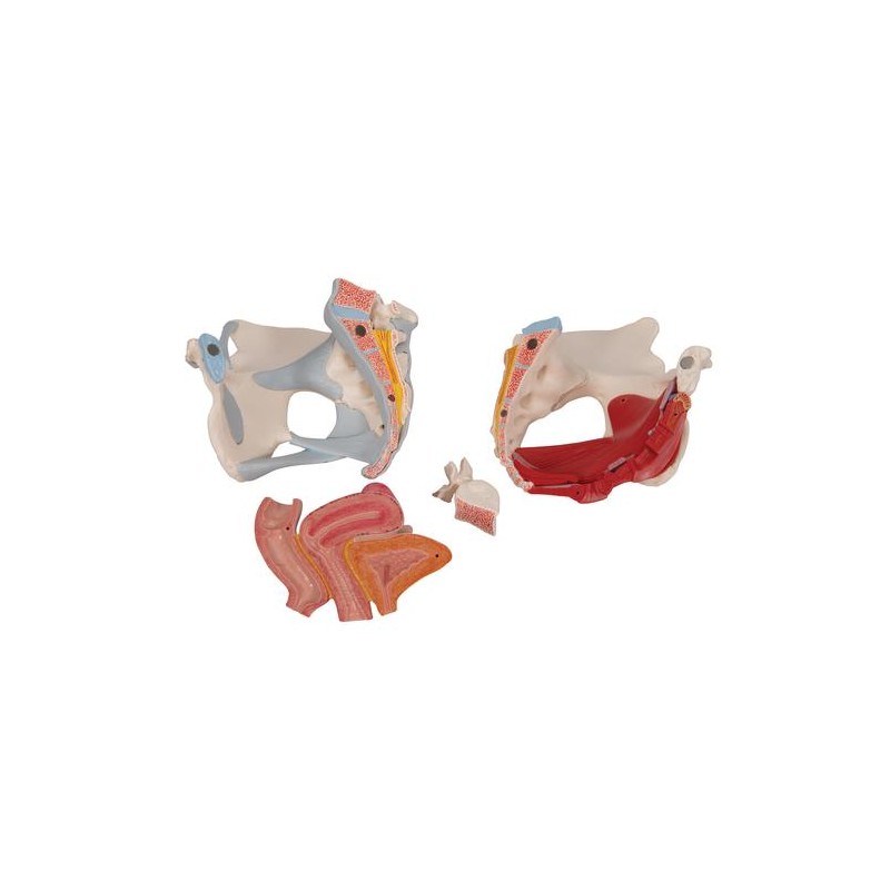 Modèle anatomique - Bassin féminin 4 pièces sectionné au niveau mi-sagittal
