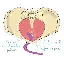 Baguette périnéale VIBRANTE Intimate Rose