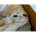 TENS/EMS - STIMVET 2000