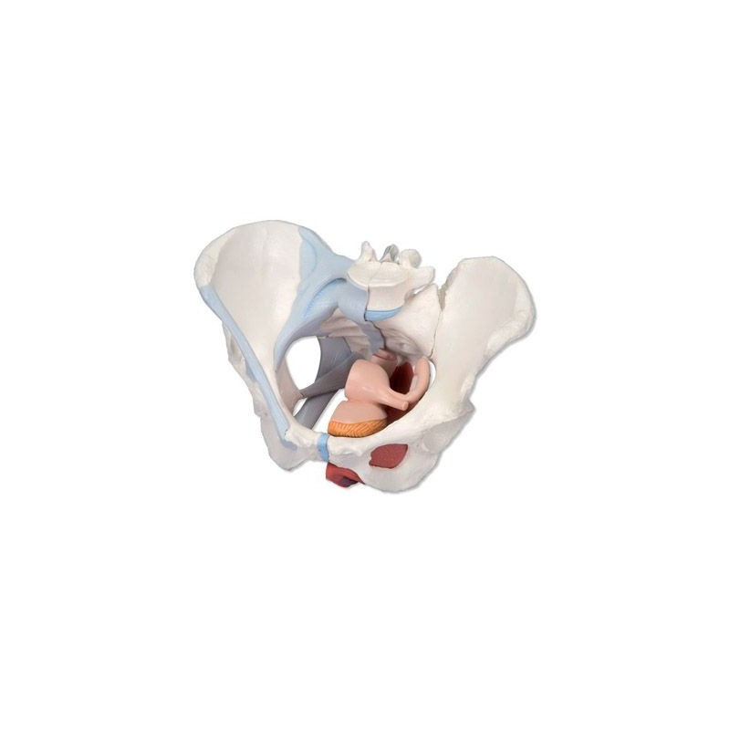 Modèle anatomique - Bassin féminin 4 pièces sectionné au niveau mi-sagittal