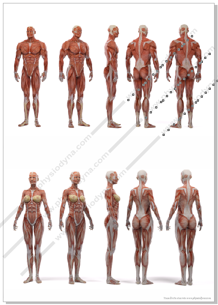 Affiche planche anatomique musculature homme et femme - 594 x 841 mm DIN A1