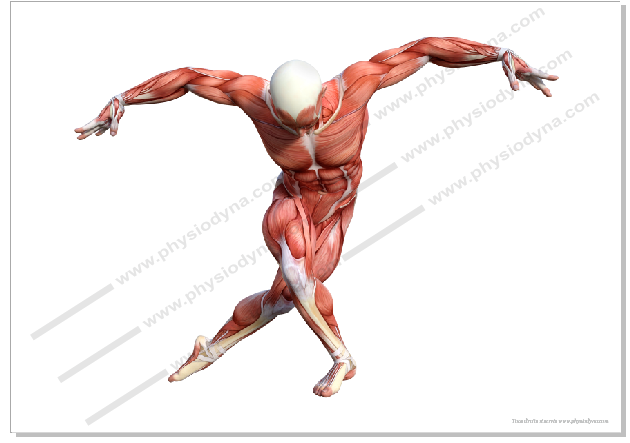 Affiche planche anatomique artistique musculature homme 841 x 594 mm DIN A1 Format paysage