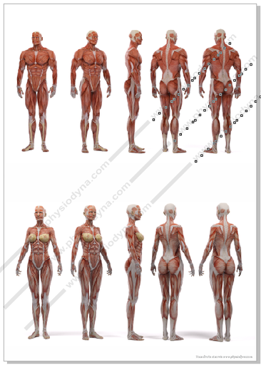 Affiche planche anatomique musculature homme et femme - 594 x 841 mm DIN A1